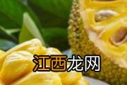 苦菊发苦能吃吗 吃苦菊能减肥吗