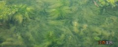出现蓝藻是因为什么的大量排放