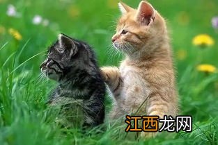 关于猫咪毛色变浅