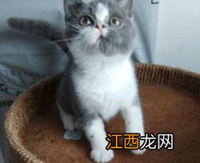 关于猫咪毛色变浅