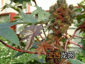 关于驱蛇的植物