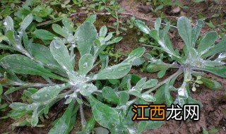 清明节吃清明菜有什么好处 清明节吃清明菜的好处介绍