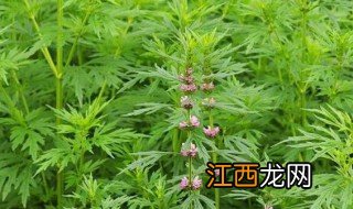 坤草的功效与作用 坤草的功效与作用有哪些