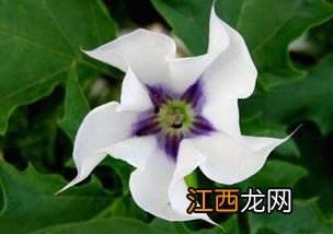 关于曼陀罗花的小说