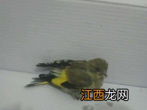 关于青丝鸟的习性