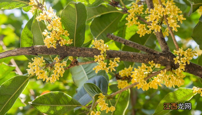 四季桂花耐寒吗 桂花耐寒吗