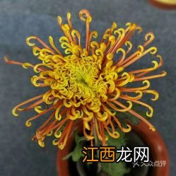 关于菊花的成语越多越好