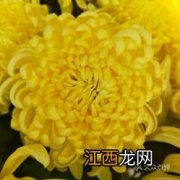 关于菊花的成语越多越好