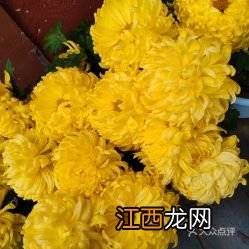 关于菊花的成语越多越好