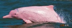 粉色海豚是怎么回事