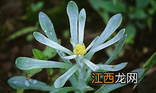 清明菜的营养价值 清明菜有哪些营养价值