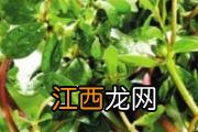 香椿芽要不要焯水 香椿焯水后还要清洗吗