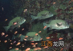 关于海洋生物的资料