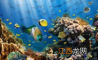 关于海洋生物的资料