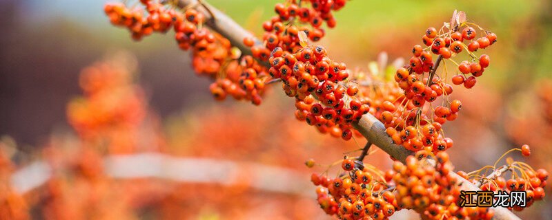 固沙植物有哪些种类 固沙植物有哪些