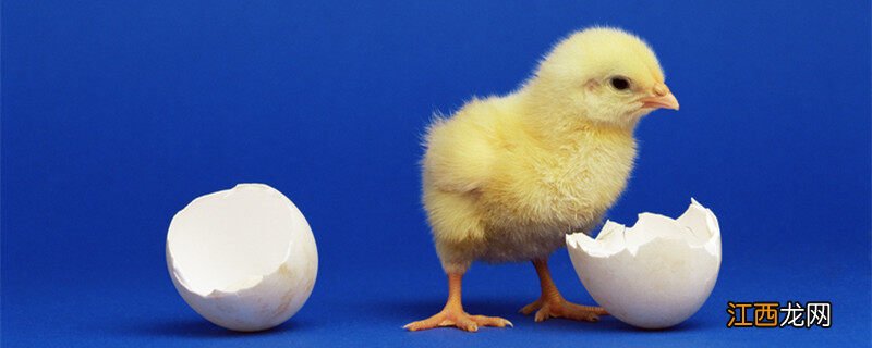 小鸡1到7天怎样喂养 小鸡出壳多久可以喂食喂水
