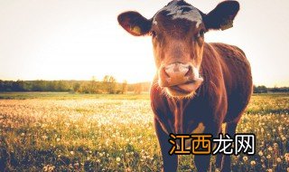 肉牛有什么品种 肉牛有什么品种好