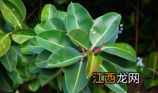 橡皮树有毒吗,橡皮树有毒吗 能在室内养吗