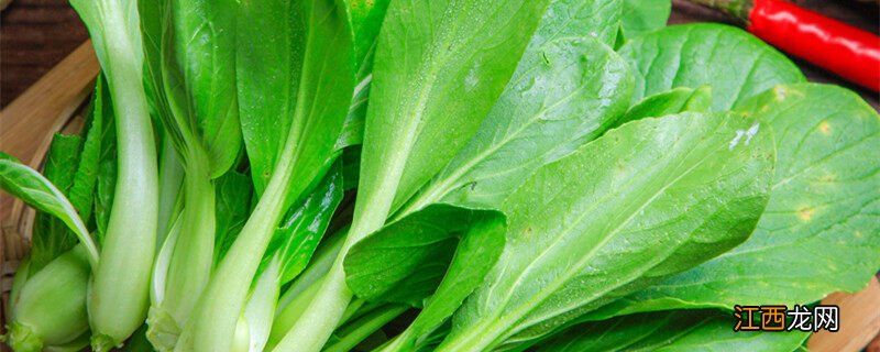 青菜烂根用什么药最好 青菜烂根烂叶怎么防治