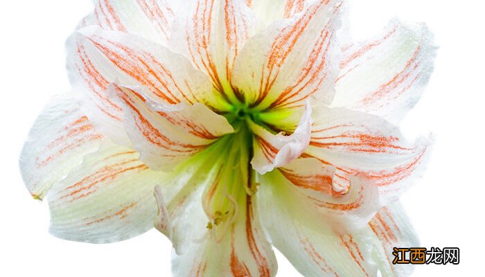 朱顶红进入10月份后怎样养护好 朱顶红进入10月份后怎样养护