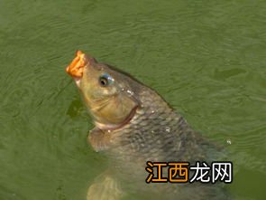 拐子是什么鱼如何做拐子鱼