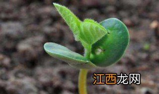 泡黄豆种子几天能发芽,泡黄豆种子几天能发芽啊