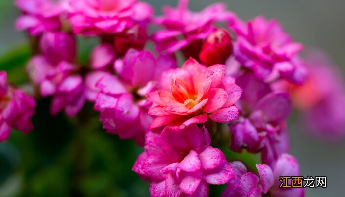 长寿花的适宜温度是多少度 长寿花适宜温度是多少