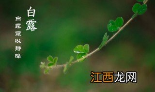 白露时节的简介 白露节气是什么时候