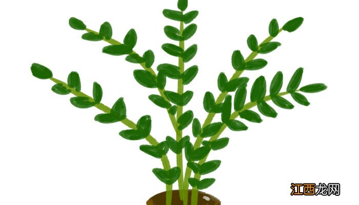 金钱树怕冷吗?怎么过冬 金钱树怕冷吗