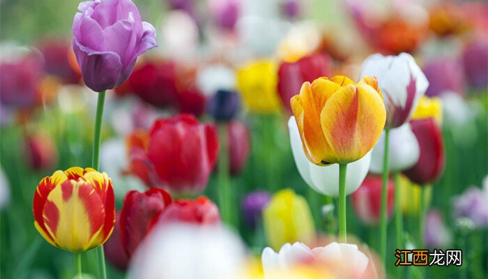 紫红色的花有哪些及花名 紫红色的花有哪些