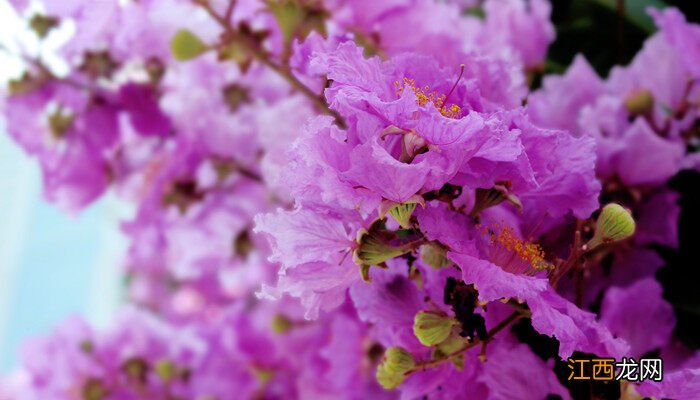 紫红色的花有哪些及花名 紫红色的花有哪些