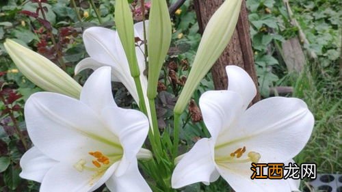 关于百合花后怎样养球