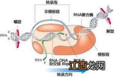 关于mRNA转录后加工的问题