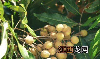 果树嫁接的两种方法 果树有哪些嫁接方法