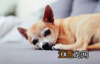 关于成年狗得细小