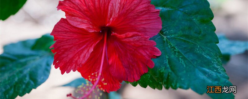 芙蓉花为什么有几种颜色 芙蓉花为什么有白有红