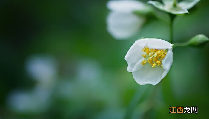 茉莉花几度入室好 茉莉花几度入室