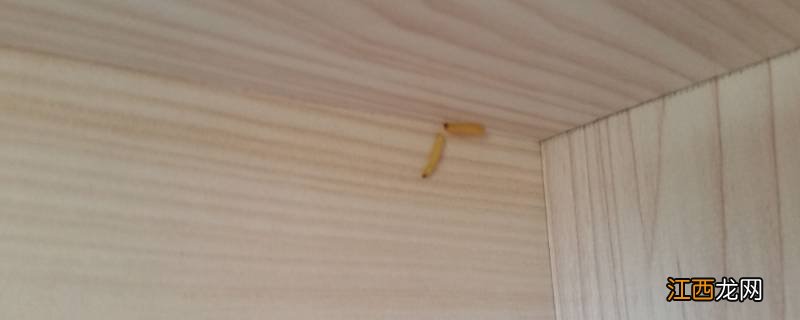 家里出现白蛆怎么回事