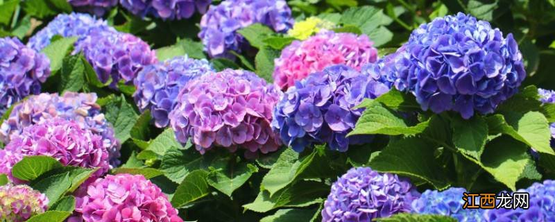 绣球嫁接的步骤