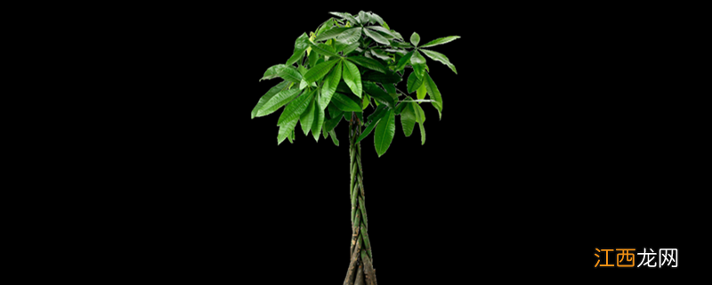 发财树如何过冬天 发财树怎么过冬不死