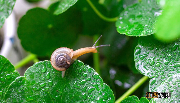 白玉蜗牛怎么过冬 白玉蜗牛冬眠吗