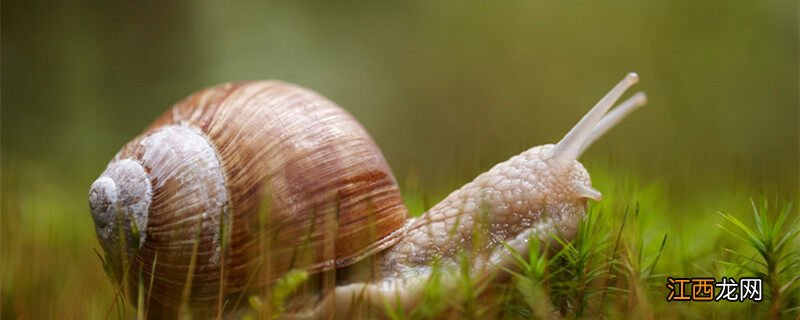 白玉蜗牛怎么过冬 白玉蜗牛冬眠吗