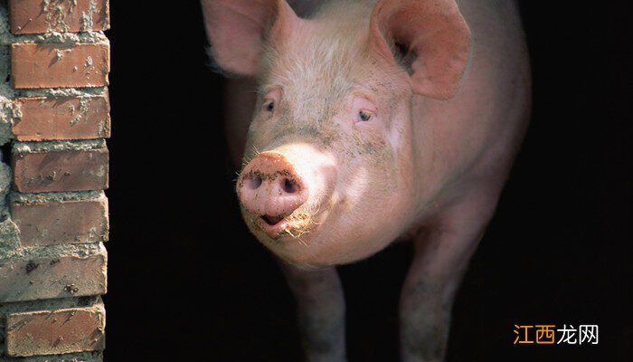 猪吃食太少用什么方法 大猪不吃食没精神躺着怎么办