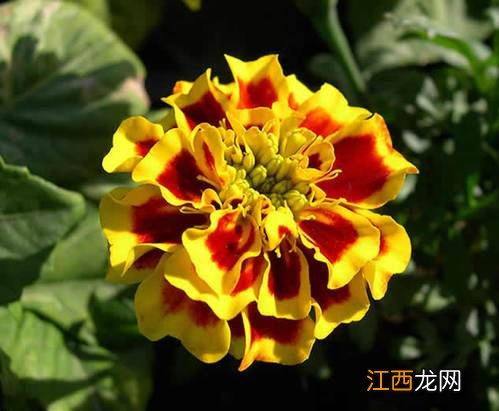 花灵手游孔雀草怎么玩 孔雀草技能属性及玩法大全