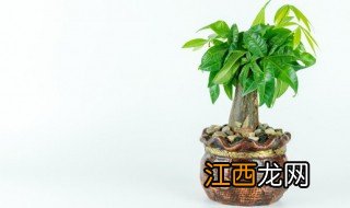 招财树门店摆放禁忌 招财树对门摆放可以吗