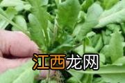 含铁量高的9款食物 缺铁会导致脱发吗