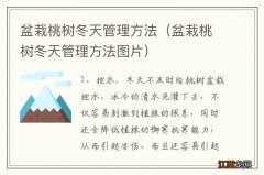 盆栽桃树冬天管理方法图片 盆栽桃树冬天管理方法