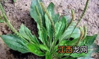 车前草和玉米须煮水喝需要多少克 车前草和玉米须煮水放多少合适