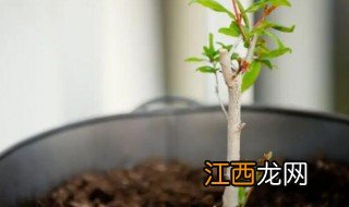 小石榴籽泡几天能发芽出来 石榴籽用水泡能发芽吗