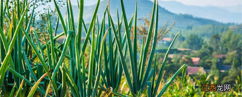 大葱的种植方法和时间 大葱的种植方法